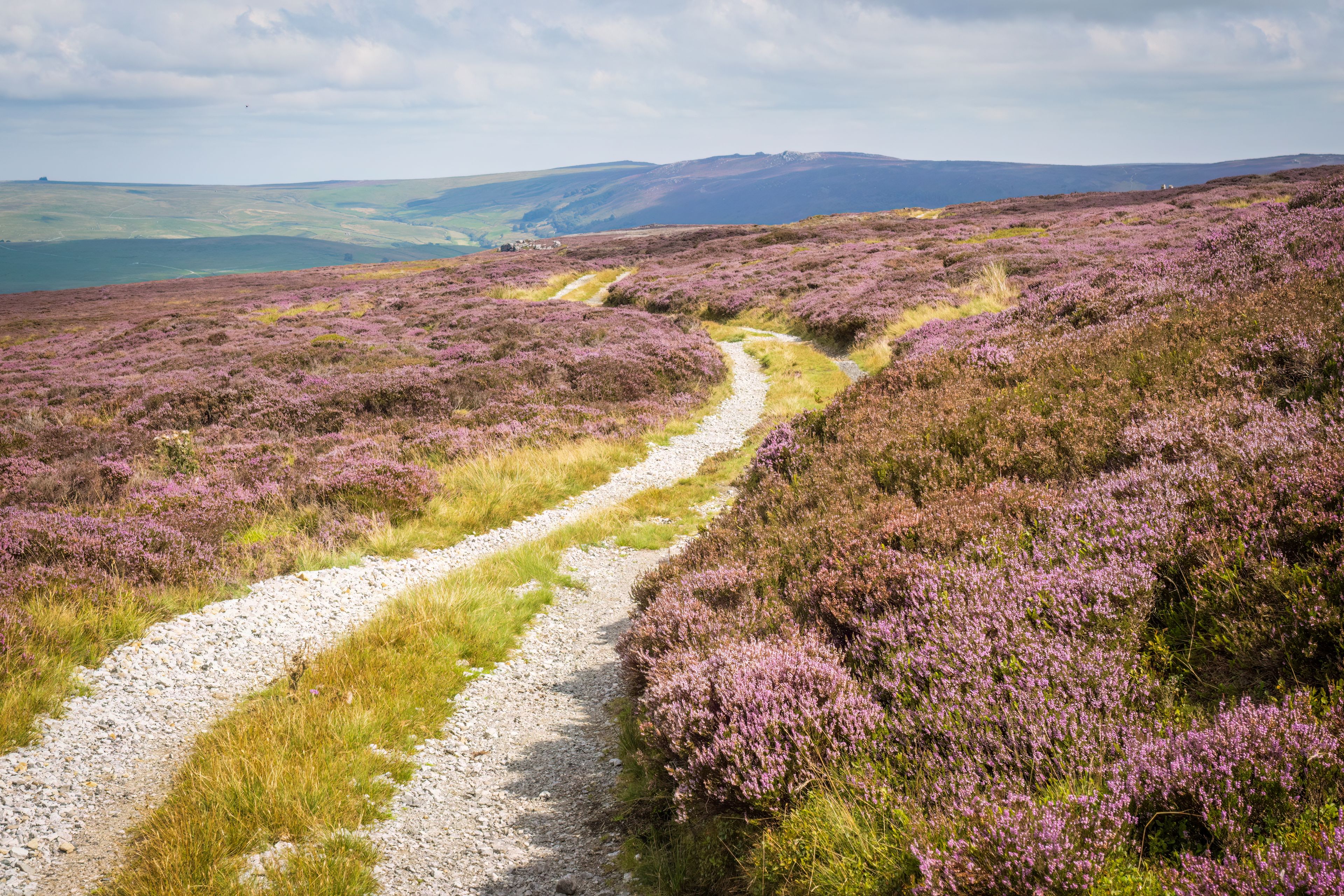 Heather on moorland, Burnsall